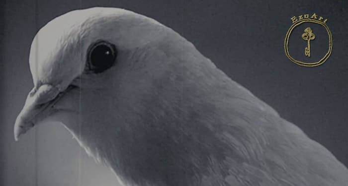 Суеверието на гълъба аналог на човешкия индивид